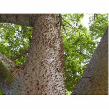 Feuille d'arbres de transitoires photo en découpe