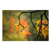 Feuille d'automne photographies