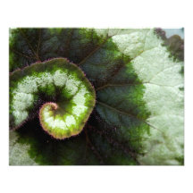 Feuille de bégonia d'escargot impressions photographiques