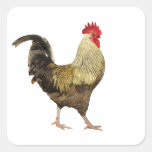 Feuille de cocorico d'autocollants
