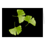 Feuille de Ginkgo Carte