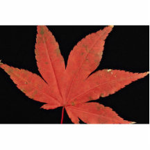 Feuille d'érable japonais attrayante découpage en acrylique