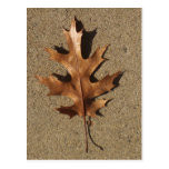 Feuille en bronze cartes postales