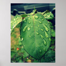 feuille liquide affiche