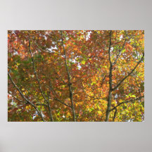 Feuille orange, jaune, et vert posters