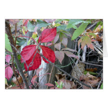Feuille rouge à Ann Arbor Carte De Vœux