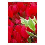 Feuille rouge et vert cartes de vœux