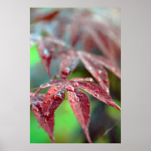 feuille rouge affiches