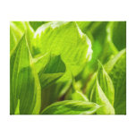 Feuille vert de Hosta Toiles Tendues Sur Châssis