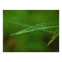 Feuille vert scintillant ; Aucun texte Photographies D’art