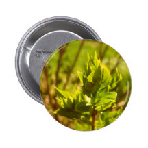 Feuille verte badges avec agrafe