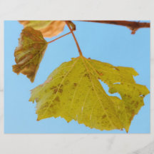 Feuille verte de vigne tract