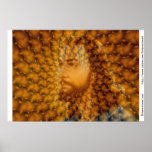 Fils du Sun Affiche
