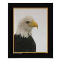 fin de 8X10 Eagle chauve Art Photographique