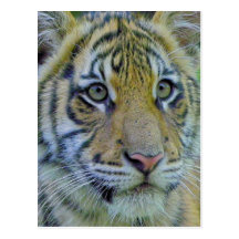 Fin de CUB de tigre vers le haut de portrait Carte Postale