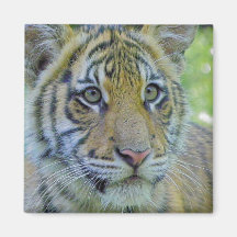 Fin de CUB de tigre vers le haut de portrait Aimant Pour Réfrigérateur