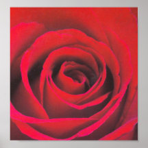 Fin de rose rouge affiches