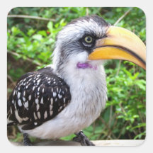 Fin d'oiseau de calao regardant l'appareil-photo autocollants carrés