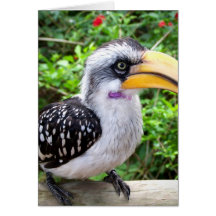 Fin d'oiseau de calao regardant l'appareil-photo carte de vœux