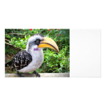 Fin d'oiseau de calao regardant l'appareil-photo cartes avec photo