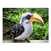 Fin d'oiseau de calao regardant l'appareil-photo cartes postales