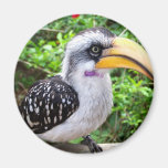 Fin d'oiseau de calao regardant l'appareil-photo aimants pour réfrigérateur