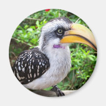 Fin d'oiseau de calao regardant l'appareil-photo aimants pour réfrigérateur