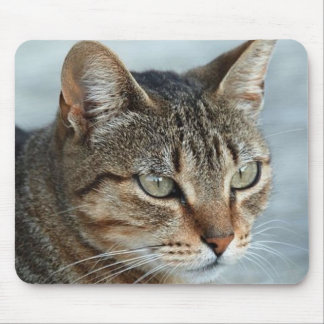 chat le port