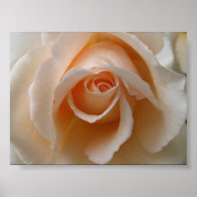 Fin rose de fleur posters