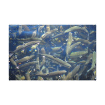 Fish-a-lot Stretched Canvas Print