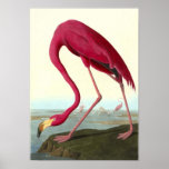 Flamant américain, John James Audubon Affiches