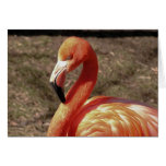 Flamant Cartes