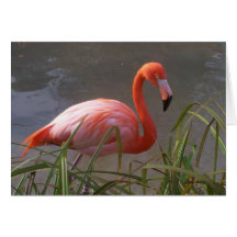 Flamant Cartes