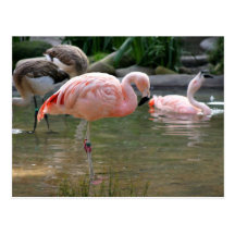 Flamant chilien cartes postales