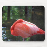 Flamant de sommeiller tapis de souris