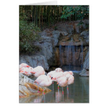 Flamant et cascade cartes de vœux