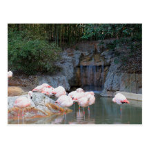 Flamant et cascade cartes postales