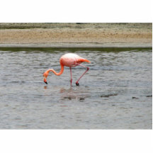 Flamant, Isla Seymour, Galapagos Photo En Relief