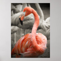 Flamant rose - affiche
