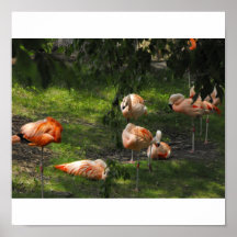 Flamant rose affiches