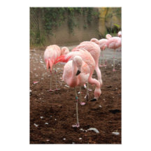 Flamant simple photo sur toile