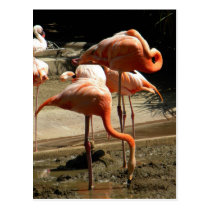 Flamants 2 cartes postales