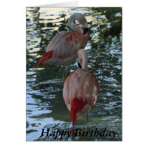 Flamants Cartes De Vœux