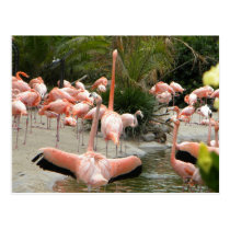 Flamants cartes postales
