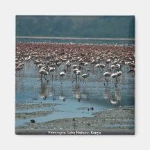 Flamants, lac Nakuru, Kenya Aimants Pour Réfrigérateur