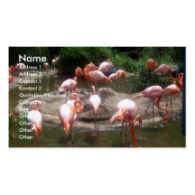 Flamants roses modèle de carte de visite