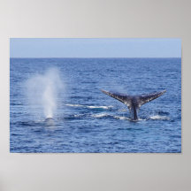 Flet de queue de baleines grises et coup - copie posters
