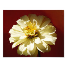 Fleur 11 x de Suttle épreuve photographique 8,5