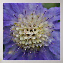 Fleur #5 affiches