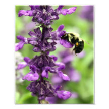 fleur 8x10 et bourdon photographes